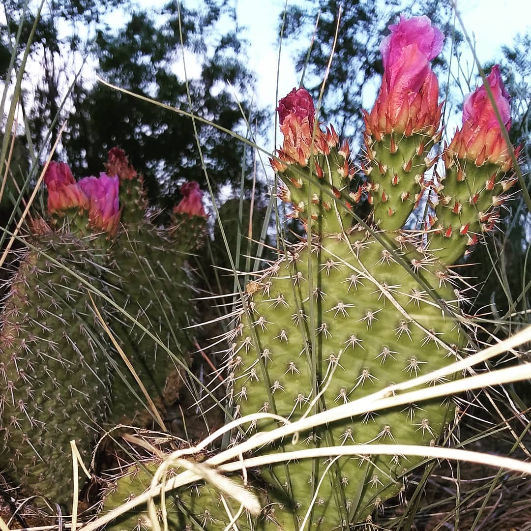 Flames of the Twist Spine Prickly Pear...beautiful, but watch how you touch! #pricklypear #dangerousflame