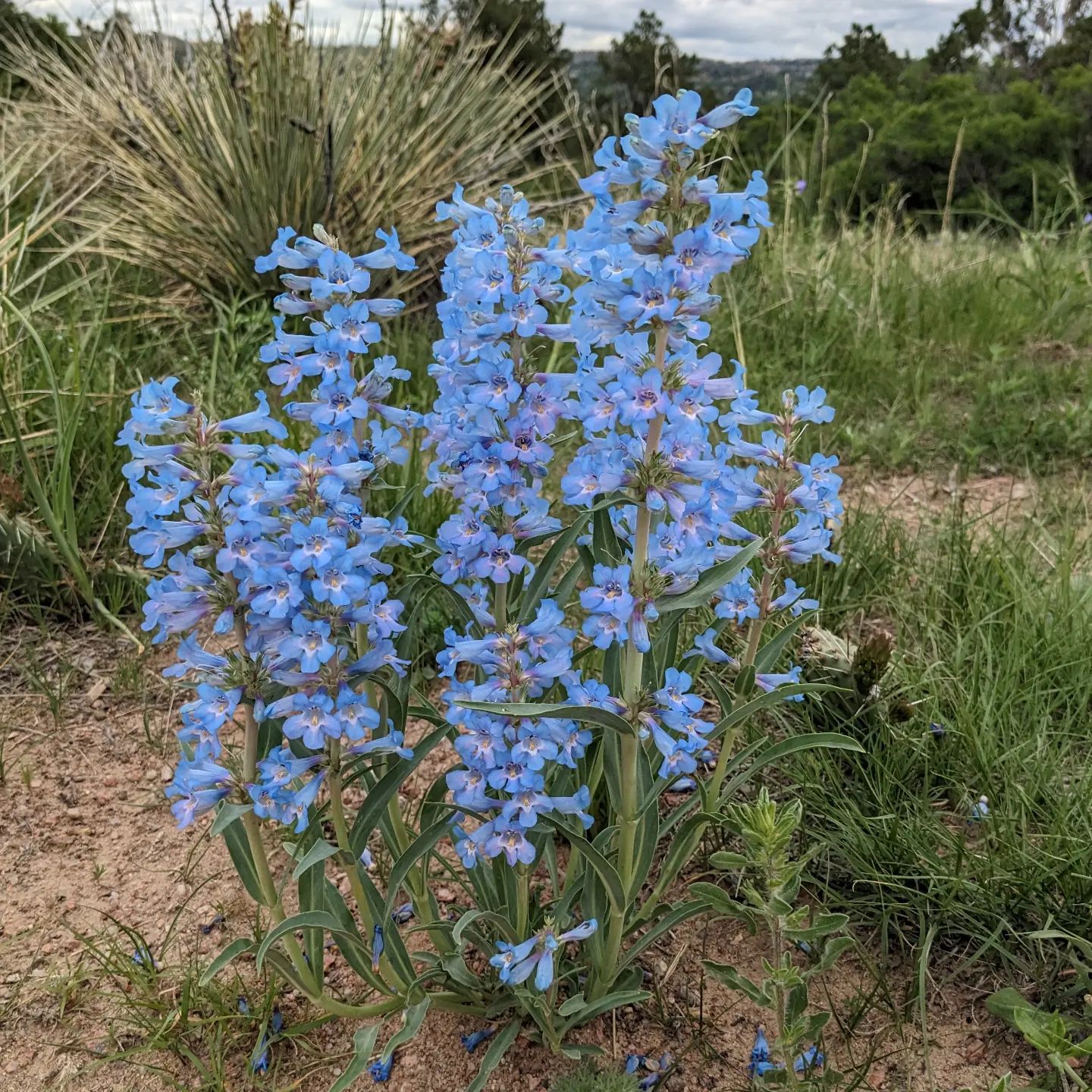 What blue!! Out on a walk, and after a rain the colors are fantastic!