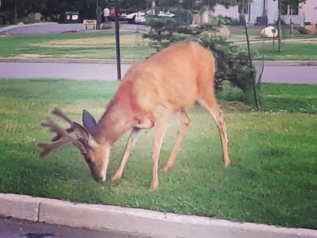 Deer oh deer...