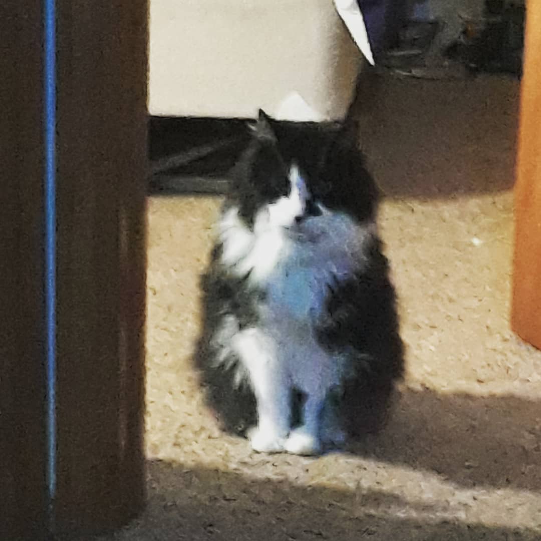Our dear Julio, you are and have been a good, fun, gentle companion. Rest in peace,we will meet again. 😌