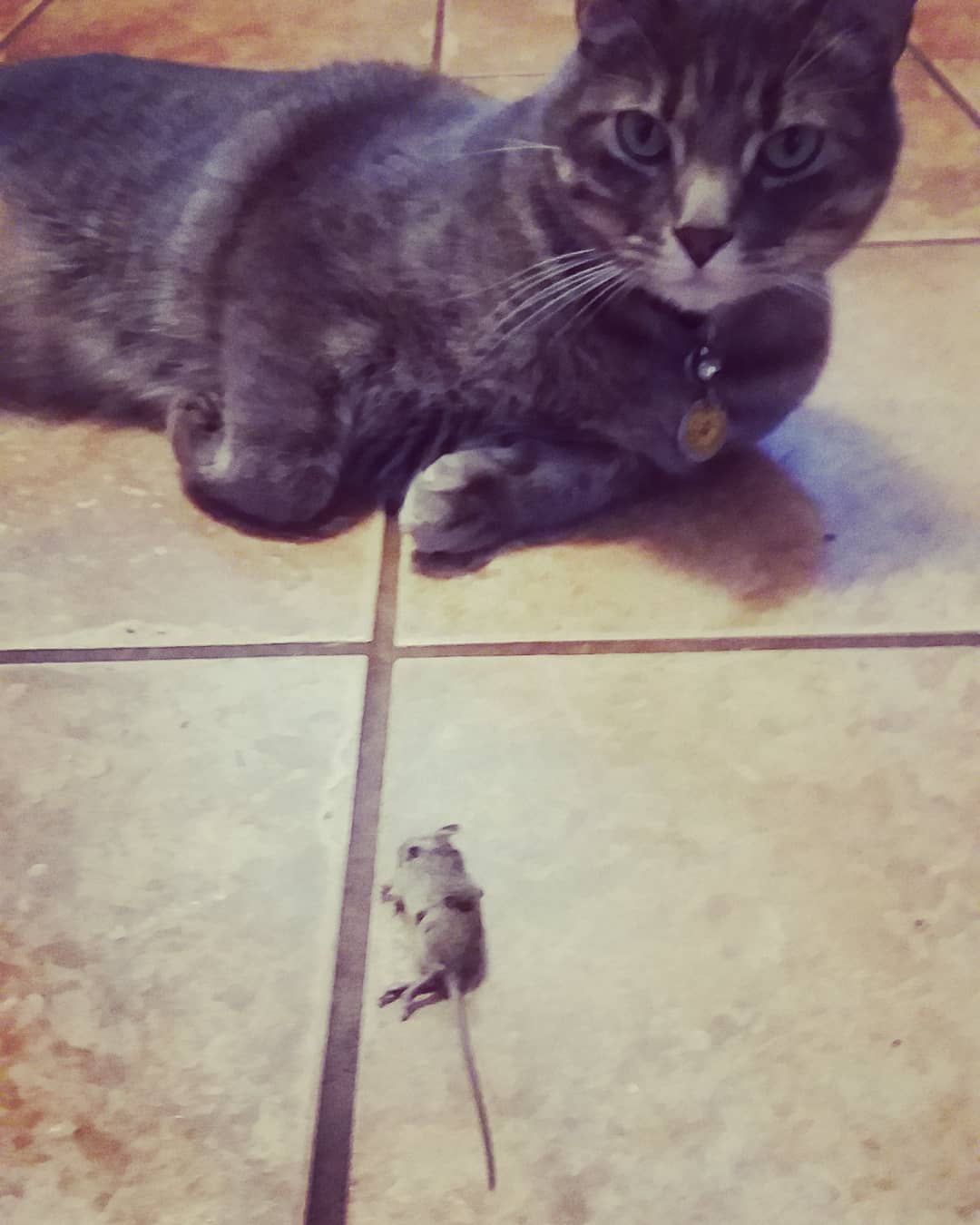 Rocket earning his keep. I wouldn't record this except that Rocket seemed so proud... #catandmouse #circleoflife #milestoneswithmycat