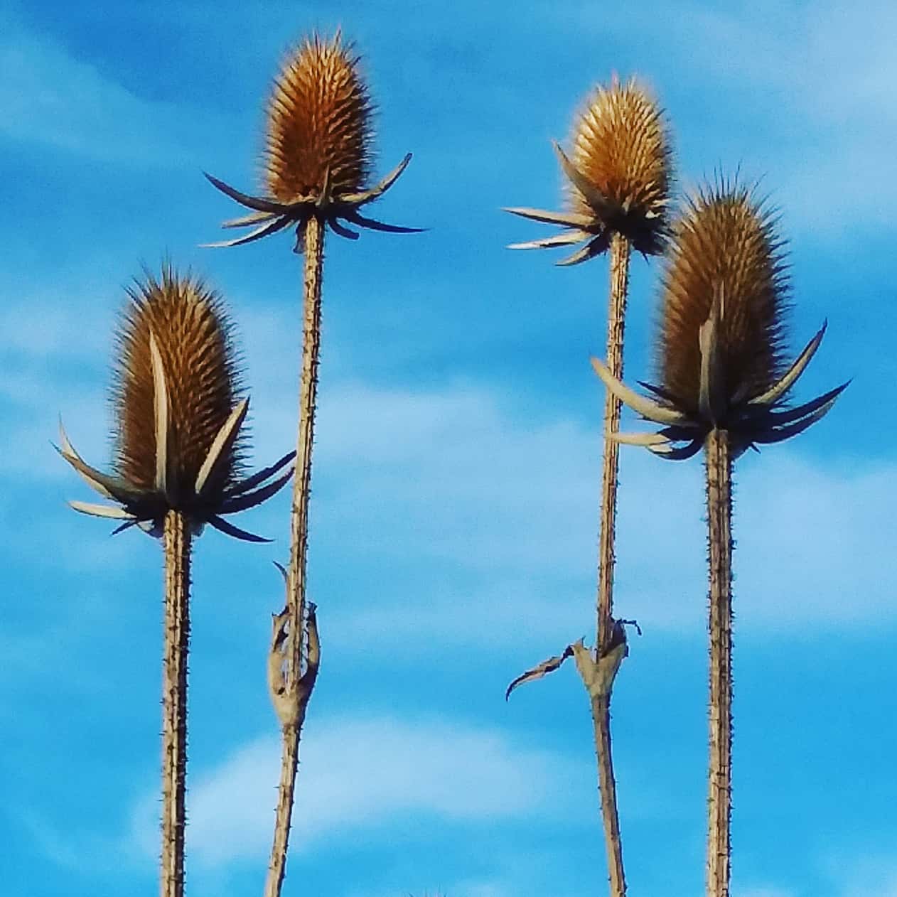 Crazy alien plants on our walk... #plantsonawalk