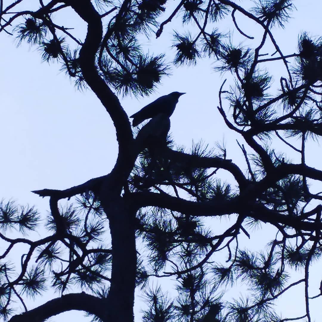Bird...in...the...trees...