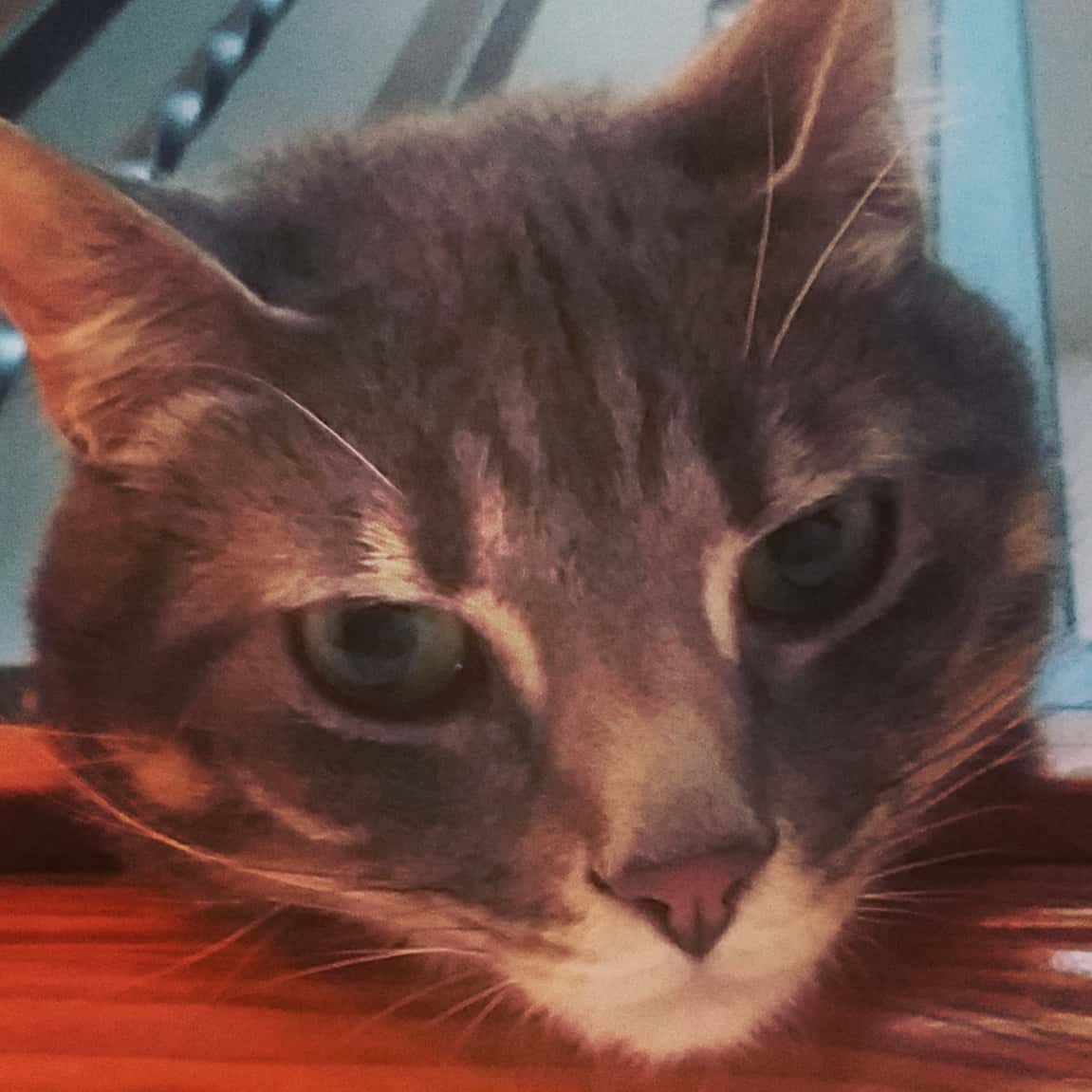 I see such wisdom in Rocket's gaze... #hangingwithmycat