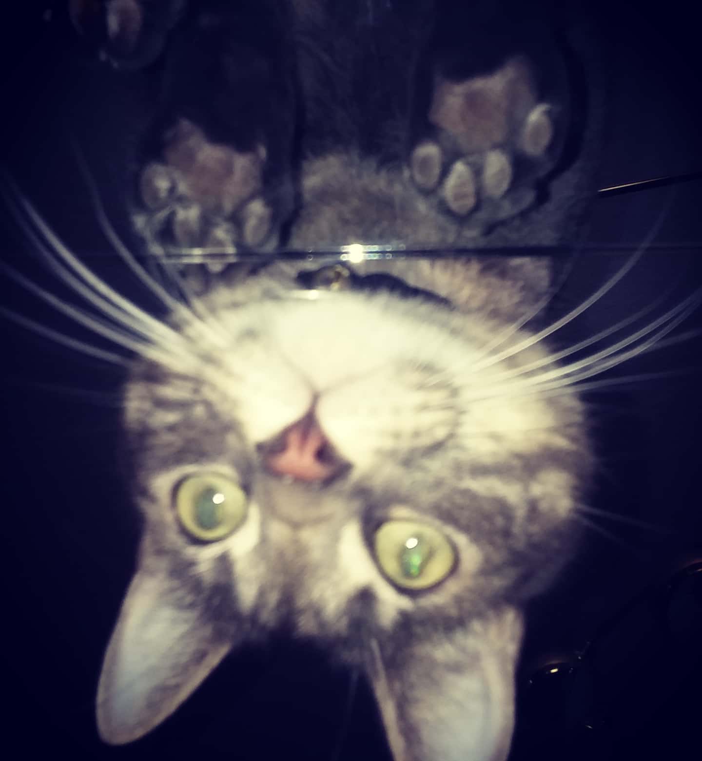 Cleaning my glass work desk, and Rocket wanted his picture taken 🐱