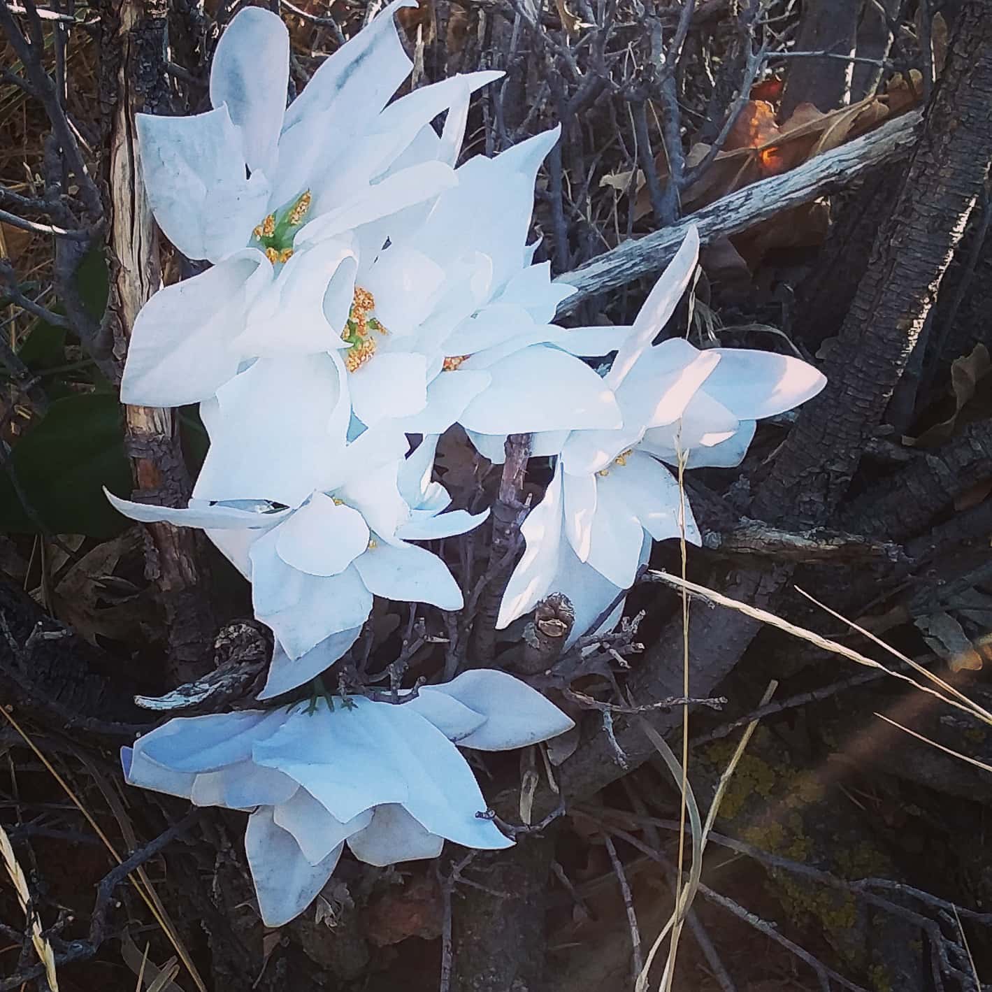 These effortlessly bold white flowers were spotted by Erika sprouting out of nowhere. NOWHERE = NOW + HERE.